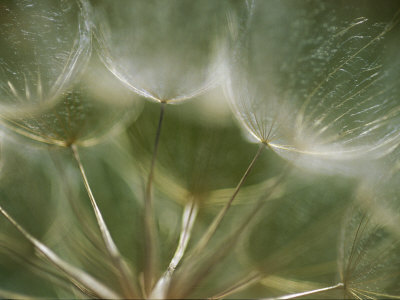 Buy A Close View of a Dandelion Seed Head at AllPosters.com