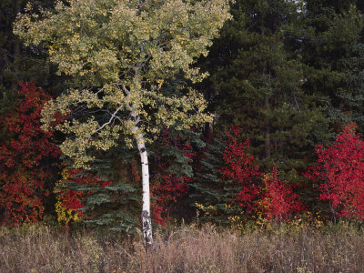 Flaming Shrubs and a Slender Quaking Aspen Glow against a Canvas of Lodgepole Pine and Spruce