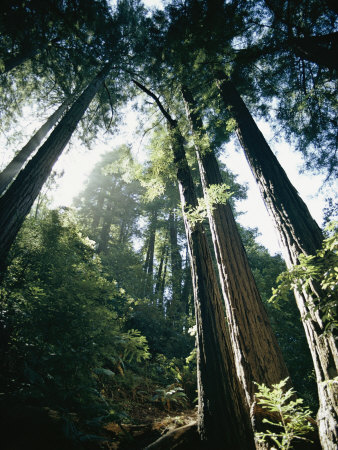 Buy View Looking up the Trunks of Giant Redwood Trees at AllPosters.com