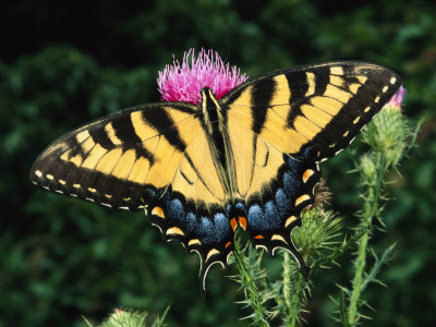 A Tiger Swallowtail Butterfly Feeds on a Thistle Flower