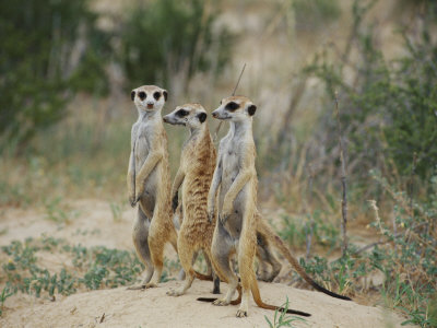 Buy Three Meerkats at AllPosters.com