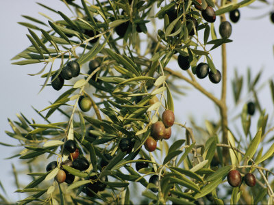 Close View of Olive Tree Branches