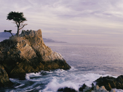 Buy Lone Cypress Tree on a Rocky Point Near Pebble Beach at AllPosters.com