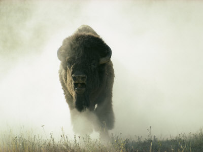 Buy Bison Kicking up Dust at AllPosters.com