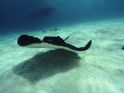 Buy Stingray, Cayman Islands, West Indies at AllPosters.com