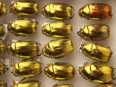 Beetle Specimens in a Lab of the National Biodiversity Institute