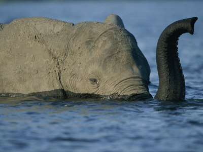A Young Elephant Swims Across the Chobe River