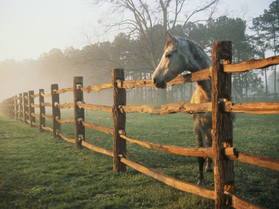 Buy A Horse Watches the Mist Roll in over the Fields at AllPosters.com