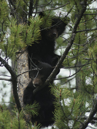 American Black Bear Cubs Climb a Lodgepole Pine