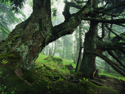 Buy Ancient Fir Trees in Forest at AllPosters.com