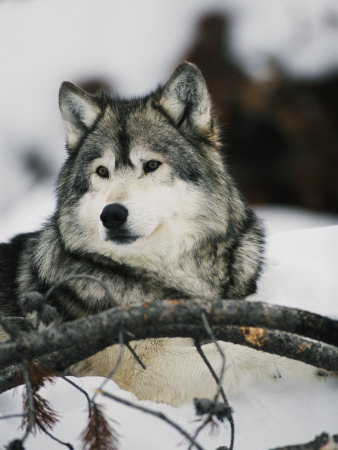 Buy Portrait of a Captive Gray Wolf at AllPosters.com
