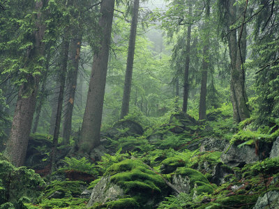 Buy Moss-Covered Rocks Fill a Misty Wooded Hillside at AllPosters.com