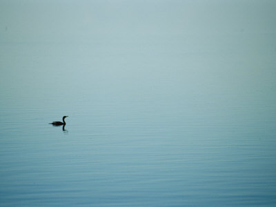 Buy A Lone Cormorant Drifts on a Fog-Shrouded Lake at AllPosters.com