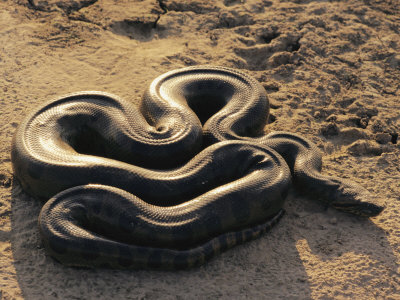 Buy An Anaconda on Sand in Venezuela at AllPosters.com