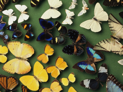 Butterfly Specimens in a Lab of the National Biodiversity Institute