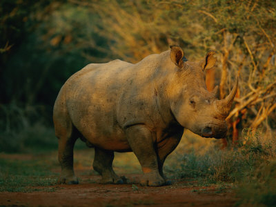 Buy A View of a Rhinoceros at AllPosters.com