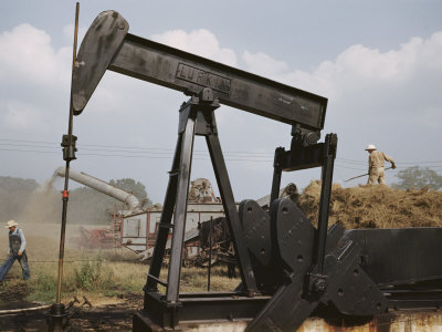 Harvesters Thresh Fields Near a Working Oil Pump