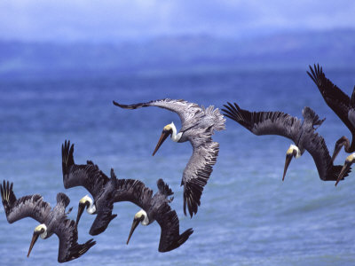 Buy Group of Brown Pelicans (Pelecanus Occidentalis) Diving into Water at AllPosters.com