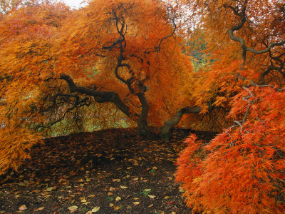 A Japanese Maple in Fall Foliage on the Grounds of the Biltmore