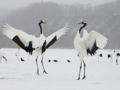 Pair Endangered Red-Crowned Cranes in Mating Dance (Grus Japonensis)