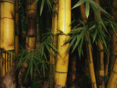 Buy A Bamboo Thicket at AllPosters.com
