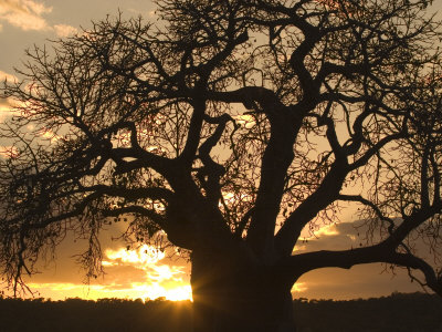 Buy Silhouetted African Baobab Tree at Sunset at AllPosters.com