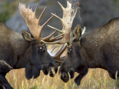 Buy Close-up of Two Moose Locking Horns and Fighting (Alces Alces) at AllPosters.com
