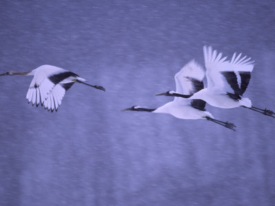 Three Japanese Red-Crowned Cranes (Grus Japonensis) in Snowy Flight