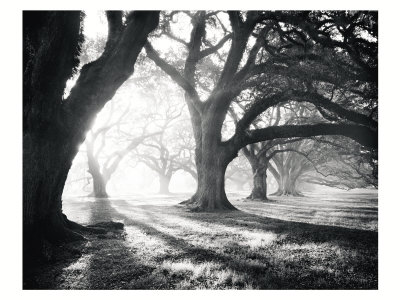 Oak Alley, Light and Shadows