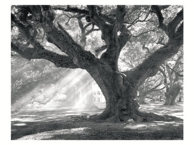 Andrew Oak, Afternoon Light