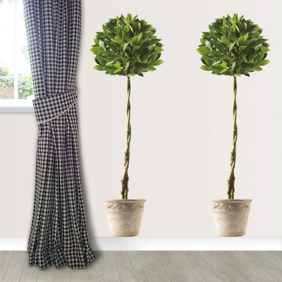 Bay Tree