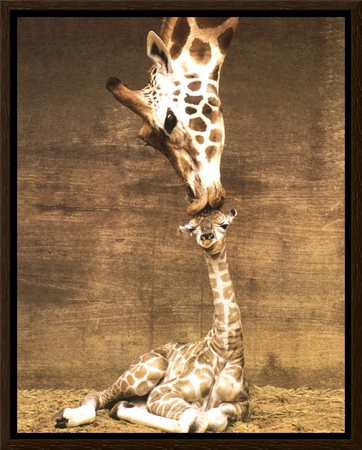 Giraffe, First Kiss