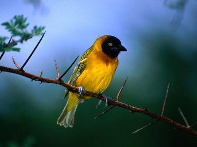 Village Weaver on Branch, Lake Baringo, Rift Valley, Kenya