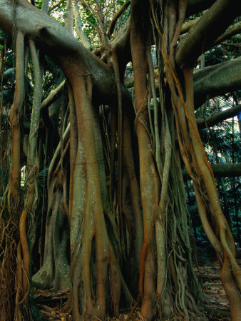 Aerial Roots of Banyon Tree, Lord Howe Island, New South Wales, Australia