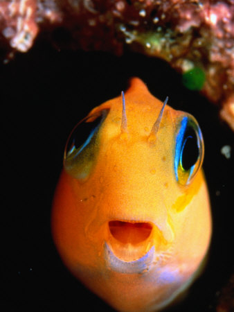 Ecsenius Species Fish, of Blenniidae Family, Perciformes Order, Maldives