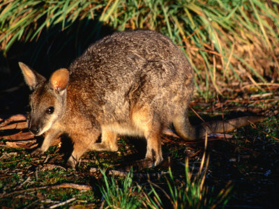 Buy Tammar Wallaby (Macropus Eugenii), Flinders Chase National Park, Australia at AllPosters.com