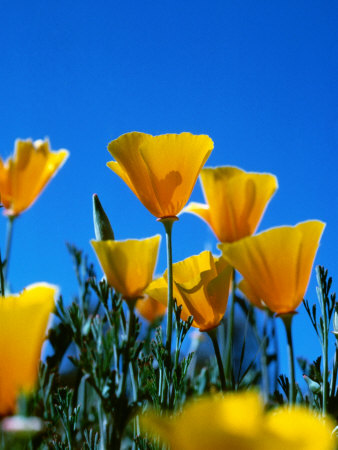 Poppies (Eschscholzia Californica), State Flower, Humboldt Bay, USA