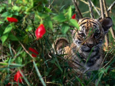 Phet, the Indo-Chinese Tiger, Also Known as Corbett's Tiger, Luang Prabang,Laos