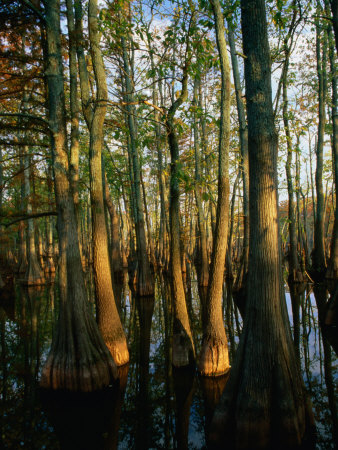 Horseshoe Lake Swamp at Dawn, USA