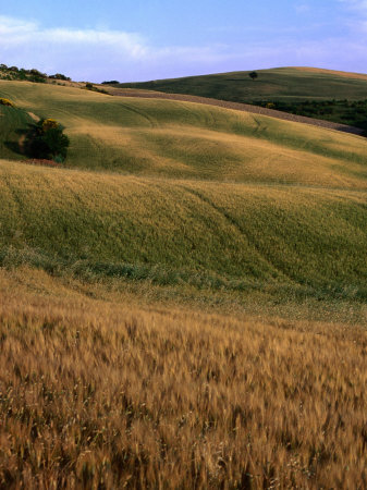 Rolling Hills of Tuscan Countryside, Italy