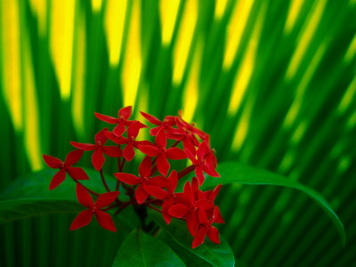 Buy Red Bouvardia, Cook Islands at AllPosters.com