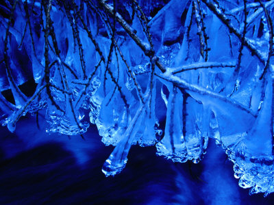 Icicles on Branches, Ireland