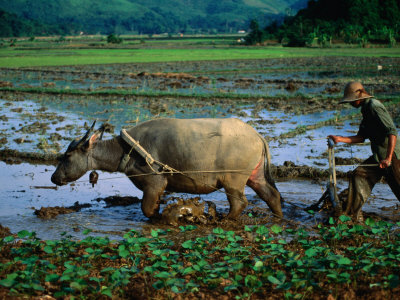 Planting Rice in Paddy with Ox, Sapa, Vietnam