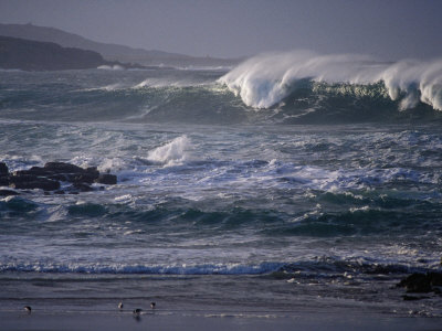 Winter Waves and Shorebirds in Ballyhiernan Bay, Fanad Head, Ireland