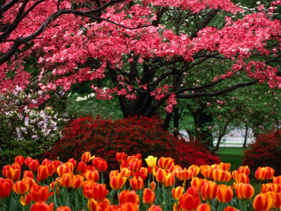 Spring Flowers on Capitol Hill, Washington Dc, USA