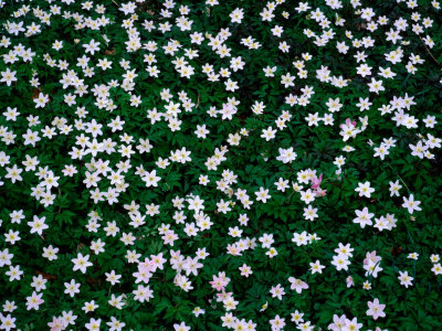 Wood Anemones (Anemone Nemorosa) on Forest Floor, Sodersen National Park, Sweden