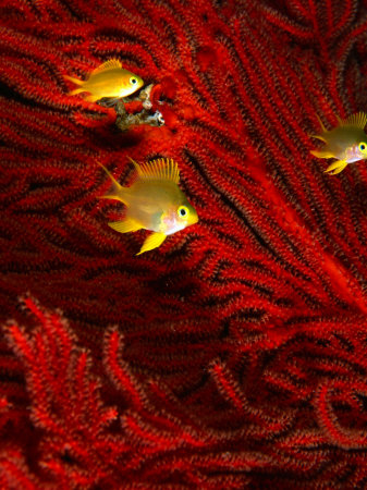 Juvenile Golden Damsels in Branches of Red Seafan in Fantasy Dome, Fiji