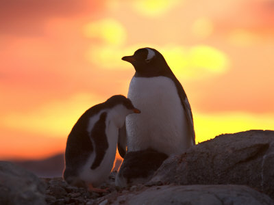 Buy Gentoo Penguin and Chick, Antarctica at AllPosters.com