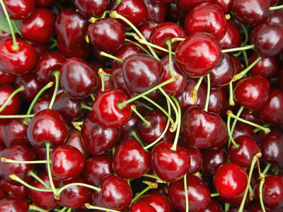 Cherries, Ripponvale, near Cromwell, Central Otago, South Island, New Zealand