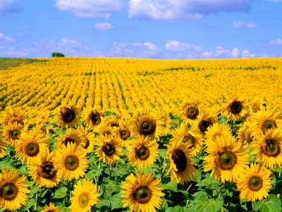 Wild Colors of Sunflowers, Jamestown, North Dakota, USA